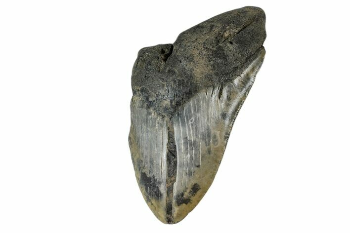 Partial Megalodon Tooth - South Carolina #172202